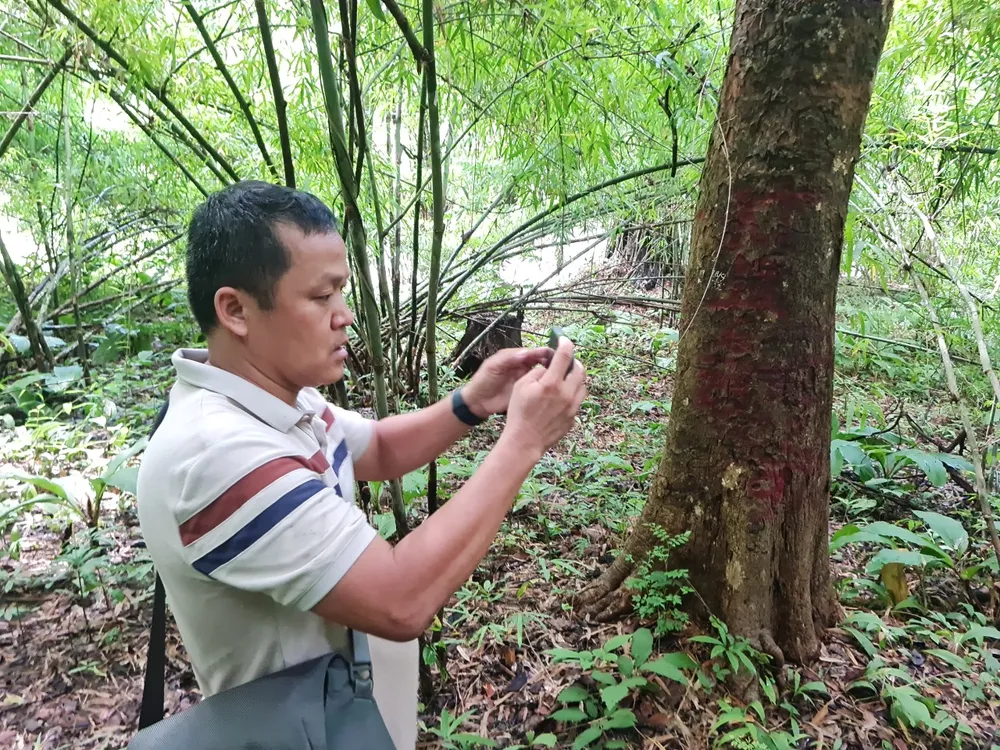 Tác giả tác nghiệp trong khu vực lõi rừng Sông Móng - Pa Két, xã Mỹ Thạnh, Hàm Thuận Nam. Ảnh CTV