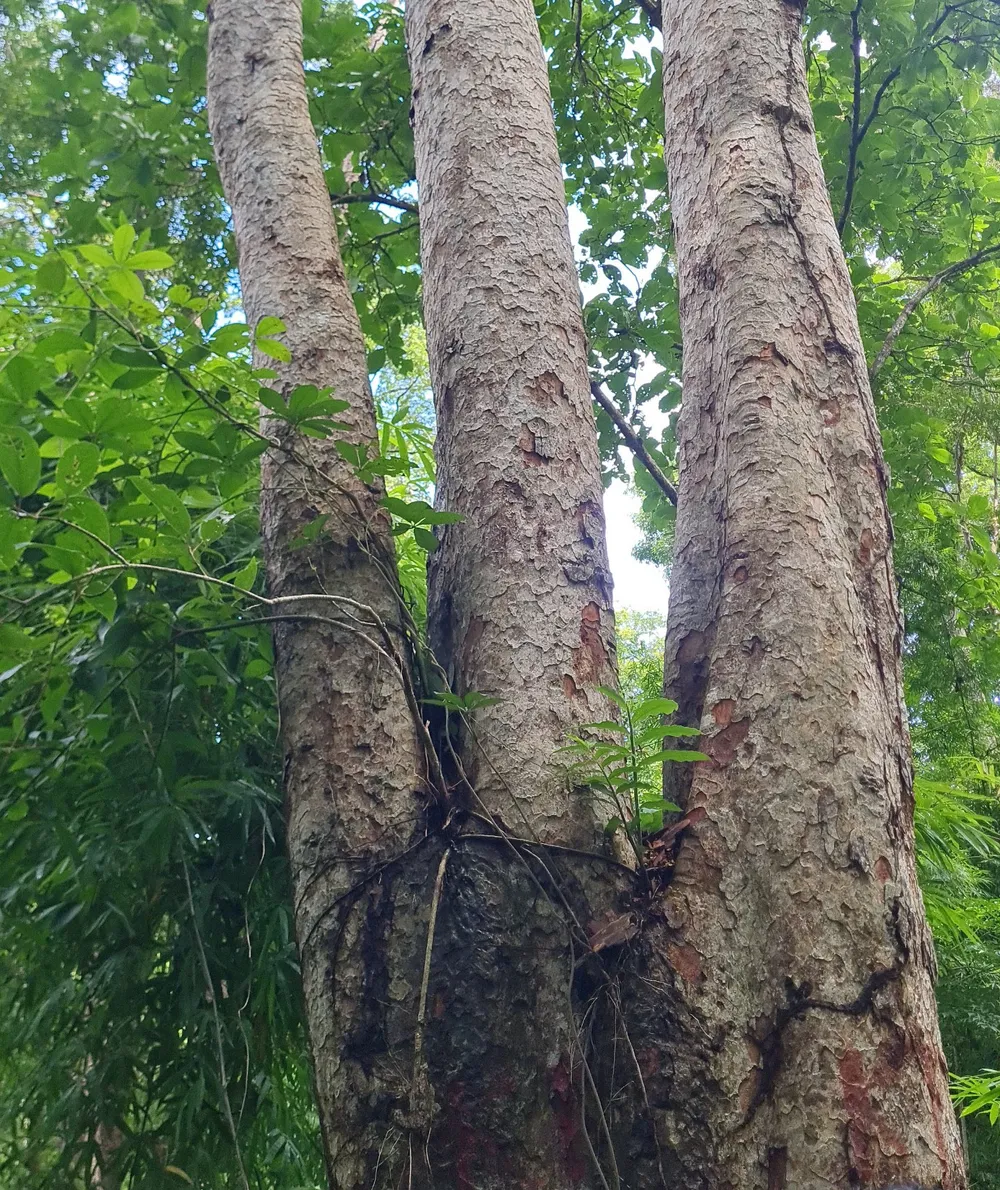 Cây căm xe trăm tuổi không thuộc phạm vi làm dự án. Ảnh VT
