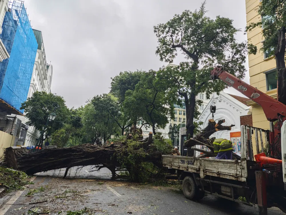 Cây xanh gãy đổ