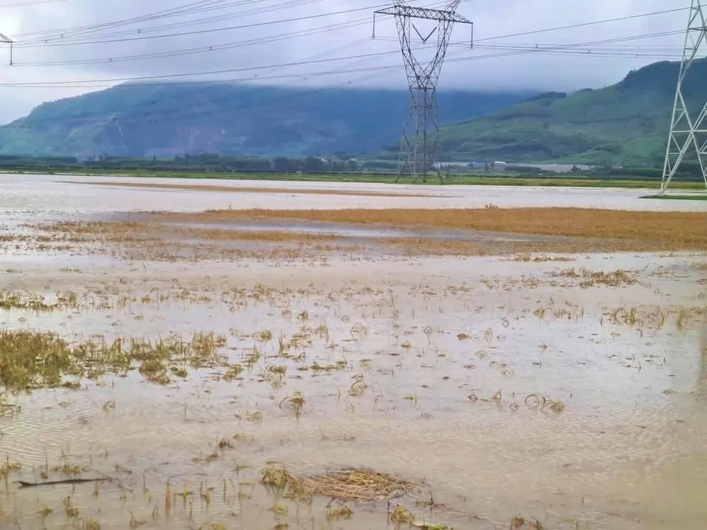 Mưa lũ lớn ngập lúa ngoài đồng của người dân chưa kịp thu hoạch. Ảnh: ĐL