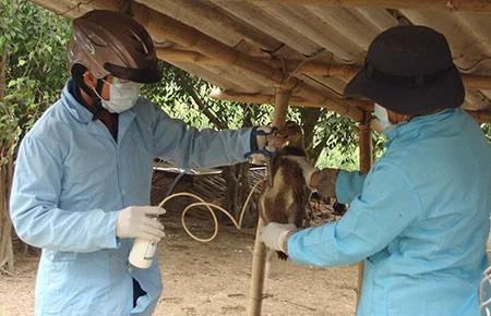 Tránh để hộ chăn nuôi gia cầm lâm vào cảnh khốn đốn ảnh 1