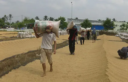 Thủ tướng chỉ đạo thu mua tạm trữ lúa gạo từ 15-3 ảnh 1