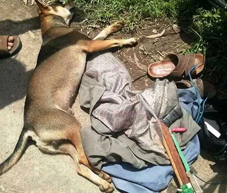 Hai kẻ trộm chó suýt bị dân đánh “hội đồng” ảnh 2