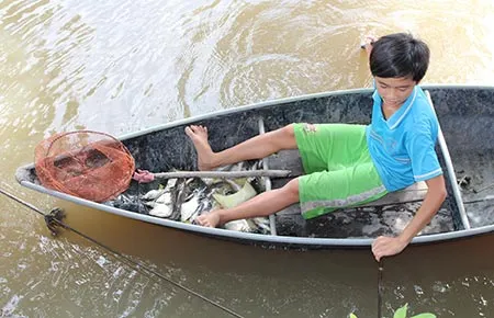 Cá chết bất thường trên rạch Tây Ninh ảnh 1 Cá chết bất thường trên rạch Tây Ninh ảnh 1