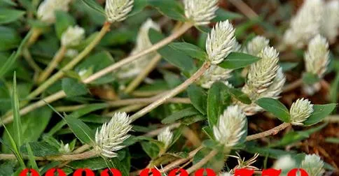 Một kiểu kinh doanh nguy hiểm ảnh 2