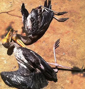 Cận tết, thực phẩm bẩn ‘vây’ TP.HCM ảnh 2