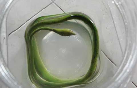 Sài Gòn xuất hiện nhiều rắn ảnh 2