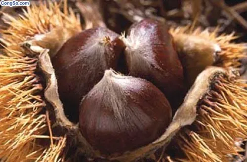 10 món 'ăn càng nhiều, trẻ càng lâu' ảnh 11