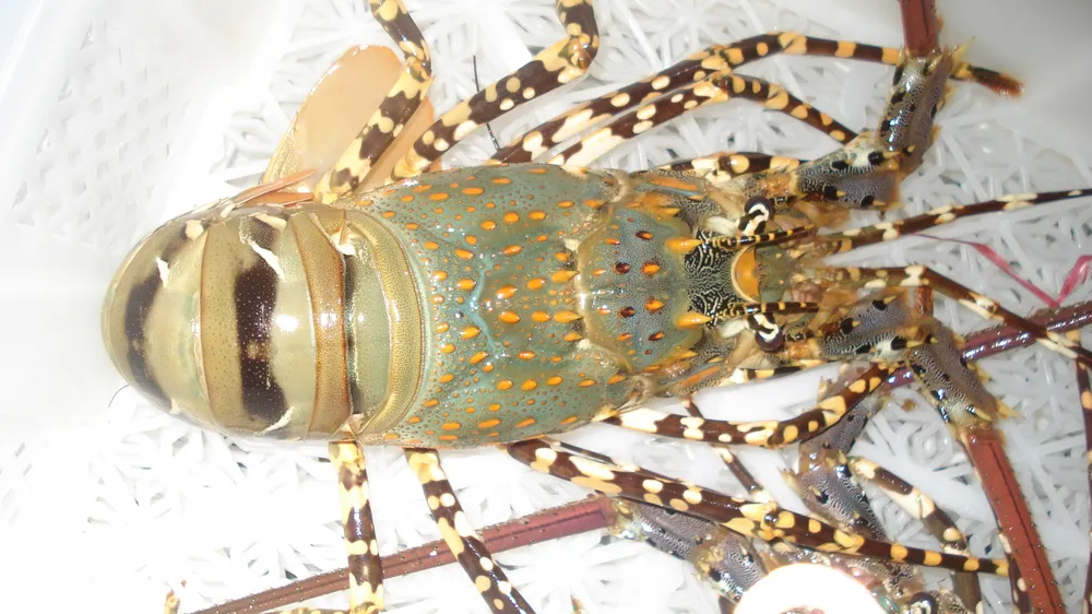 10 món 'ăn càng nhiều, trẻ càng lâu' ảnh 8