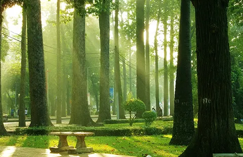 Đã nghe đã thấy: Lại 33 cây xanh nữa sắp ‘thọ án’ ảnh 1