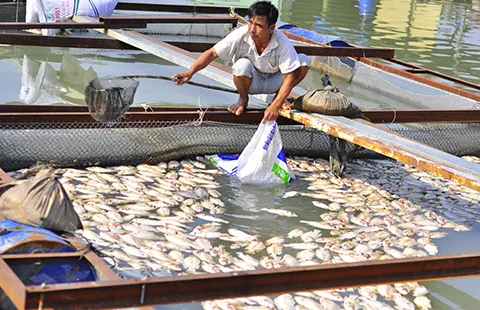 Nước mắt làng cá bè trên sông Đồng Nai ảnh 3