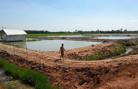 ‘Hô biến’ cá trê trắng thành… cá trê vàng ảnh 3