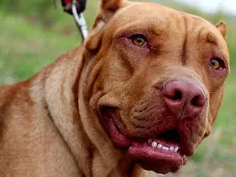 Để chó nuôi cắn người: Phải bồi thường ảnh 5