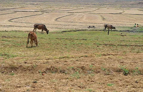 Khổ sở vì nắng nóng ảnh 4