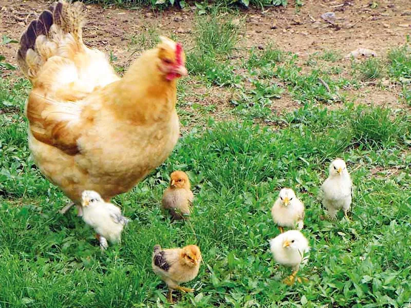 Nhà hai mái thuở ấy ảnh 4