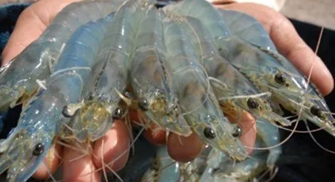 Cách phân biệt tôm sạch với tôm được 'tiêm hóa chất' Cách phân biệt tôm sạch với tôm được 'tiêm hóa chất'