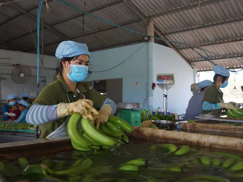 Ông trùm chuối Việt: ‘Tôi khởi nghiệp tới 25 lần!’ ảnh 2 Ông trùm chuối Việt: ‘Tôi khởi nghiệp tới 25 lần!’ ảnh 2
