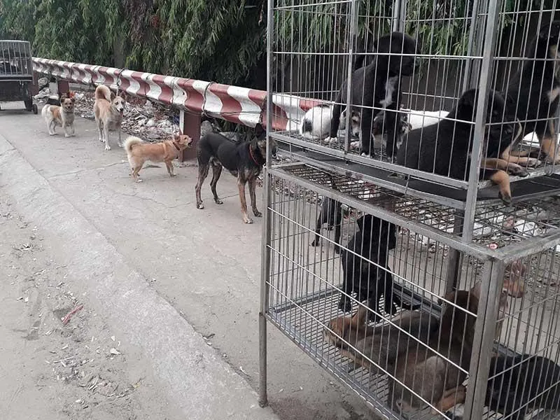 Dân đăng ký nuôi chó, phường không nhận là sai! ảnh 2 Dân đăng ký nuôi chó, phường không nhận là sai! ảnh 2