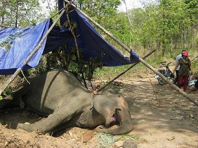 Du lịch cưỡi voi, hãy dừng ngay khi còn kịp! ảnh 2