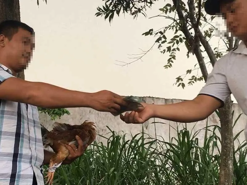 ĐIỀU TRA: Từ đá gà qua mạng đến trường gà thật ảnh 3 ĐIỀU TRA: Từ đá gà qua mạng đến trường gà thật ảnh 3