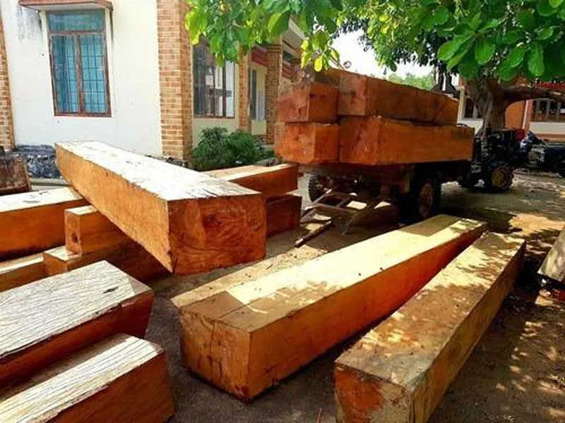 Gỗ khủng ung dung ra khỏi rừng đặc dụng ảnh 4
