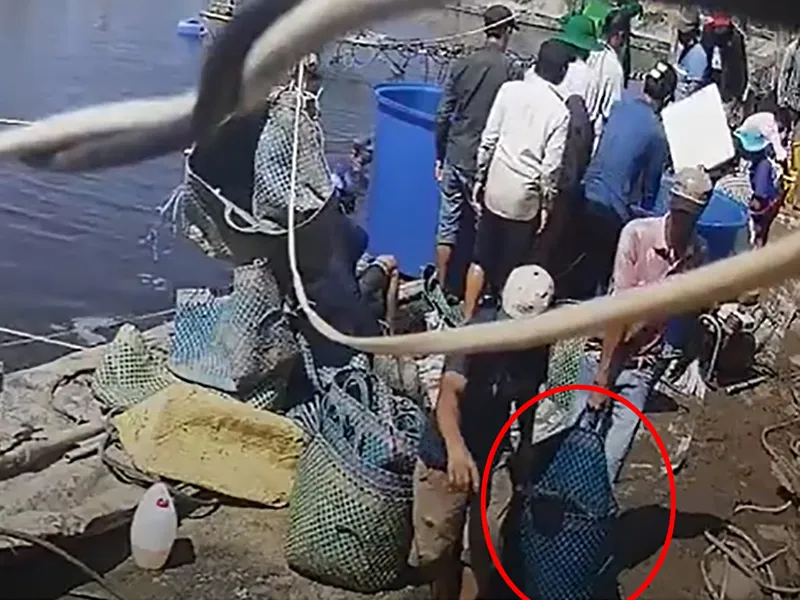 Camera ghi cảnh thương lái trộm hàng tấn tôm ảnh 5