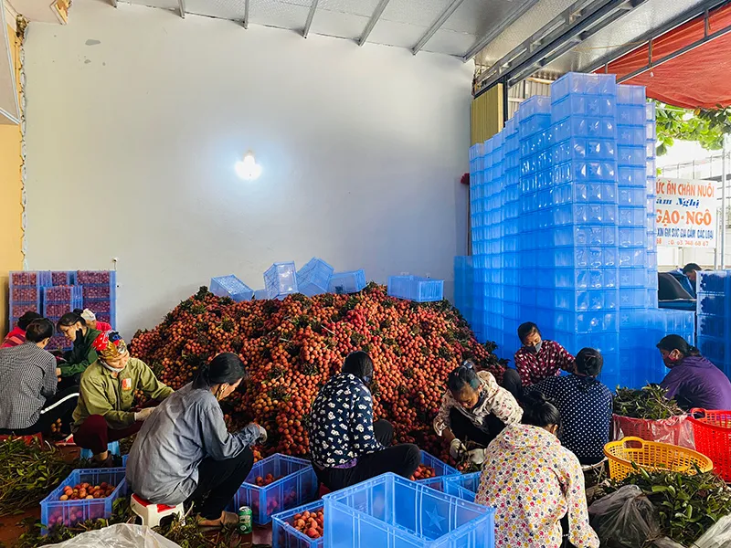 Nghịch lý: Phí vận chuyển nội địa đắt hơn đi Mỹ, Pháp ảnh 2