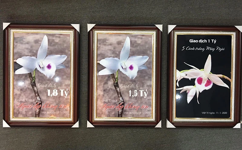 Coi chừng ‘đột tử’ vì lan đột biến ảnh 2 Coi chừng ‘đột tử’ vì lan đột biến ảnh 2