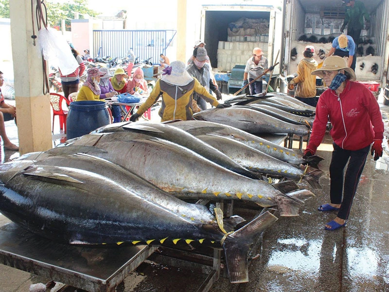 Cá ngừ đại dương - một trong những nguồn lợi từ biển mang lại giá trị kinh tế cao.