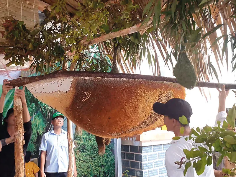 Tổ ong được trưng bày tại sự kiện “Hương rừng U Minh”.