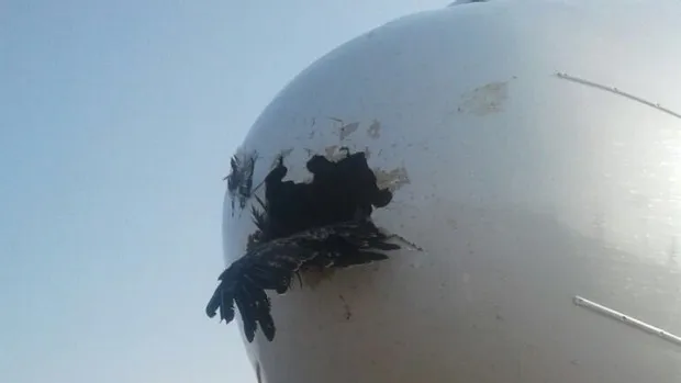 Đụng phải chim trời, máy bay Boeing thủng mũi ảnh 1