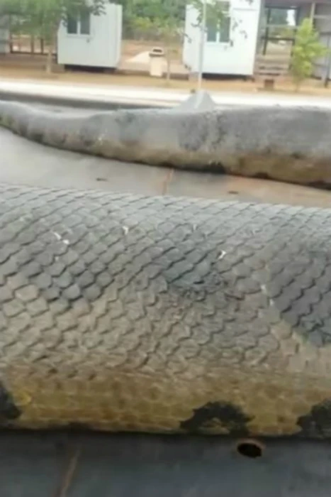 Trăn khổng lồ 10 mét khiến công nhân Brazil khiếp vía