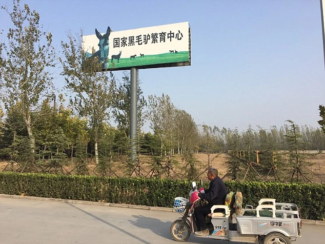 Trung Quốc: Giết hàng triệu con lừa để chế ‘tiên dược’