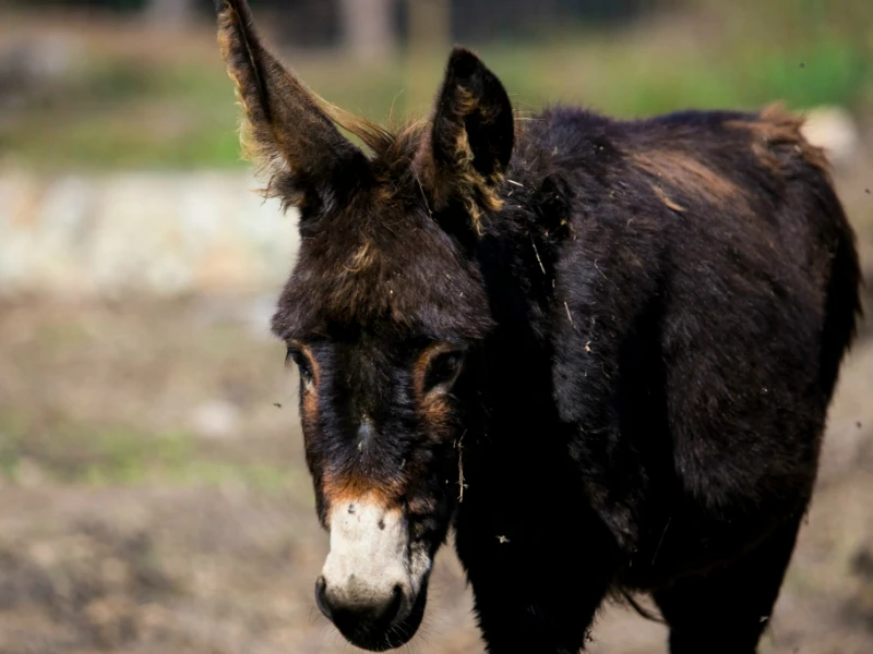 Trung Quốc: Giết hàng triệu con lừa để chế ‘tiên dược’