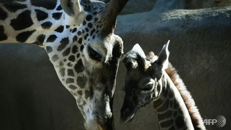 Số hươu cao cổ hoang dã đã giảm 40% trong vòng ba thập kỷ qua. Ảnh: AFP