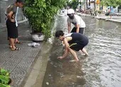 Bão số 5: Miền núi Quảng Nam bị chia cắt do sạt lở ảnh 3 Người Đà Nẵng ra đường bắt cá sau trận mưa lớn suốt đêm