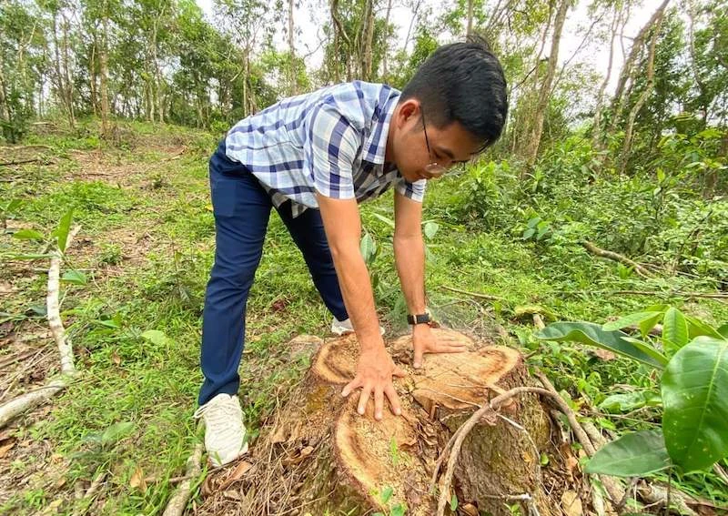 Dọn cây khu di tích Mỹ Sơn sau bão, cưa nhầm cây dân trồng ảnh 1 Dọn cây khu di tích Mỹ Sơn sau bão, cưa nhầm cây dân trồng ảnh 1