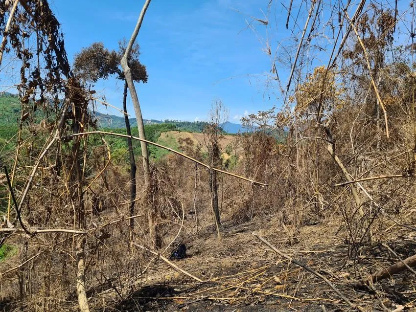 Nhiều khu vực rừng ở Quảng Nam bị đốt và chặt phá. Ảnh: TN