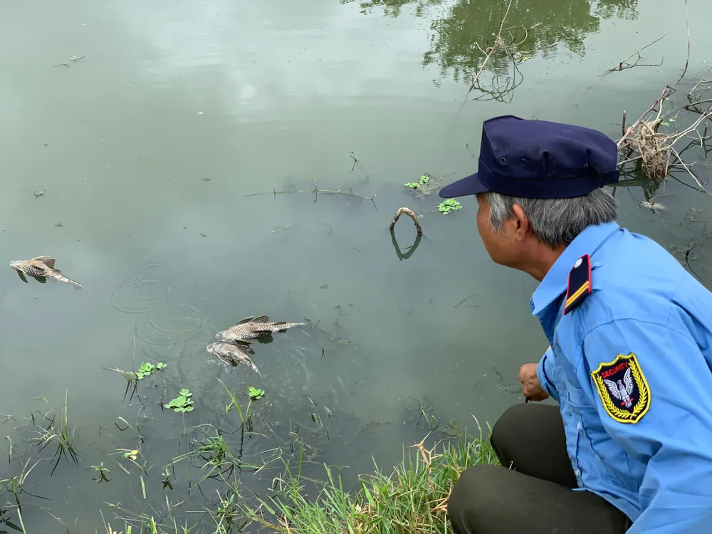 Cá chết nổi lềnh bềnh trên mặt nước. Cá chết nổi lềnh bềnh trên mặt nước.