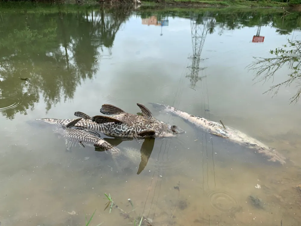 Cá chết hàng loạt nổi trên mặt nước khiến môi trường ô nhiễm nghiêm trọng. Cá chết hàng loạt nổi trên mặt nước khiến môi trường ô nhiễm nghiêm trọng.