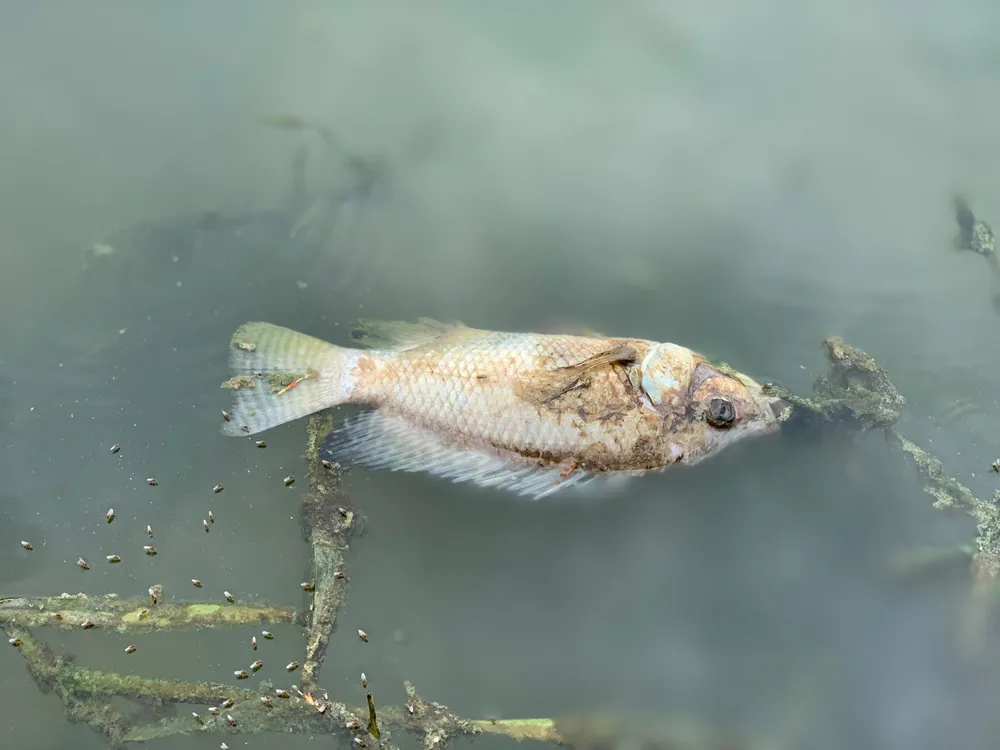 Lượng cá chết nhiều, không được thu gom kịp thời khiến môi trường bị ô nhiễm. Lượng cá chết nhiều, không được thu gom kịp thời khiến môi trường bị ô nhiễm.