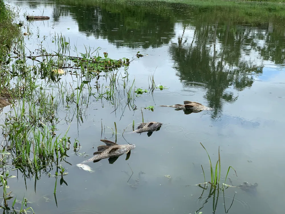 Mùi hôi thối từ sông Bàu Giang bay sang khu dân cư. Mùi hôi thối từ sông Bàu Giang bay sang khu dân cư.