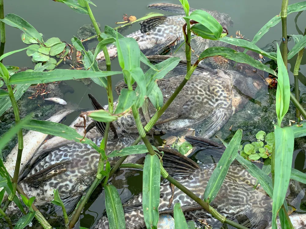 Cá chết nổi trên mặt nước. Cá chết nổi trên mặt nước.