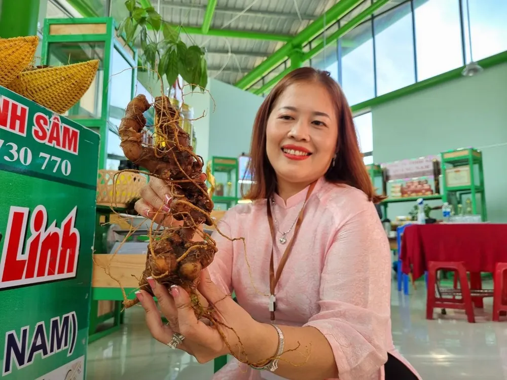 Một củ sâm Ngọc Linh &quot;khủng&quot; trưng bày tại phiên chợ với giá bán lên đến 160 triệu đồng. Ảnh: THANH NHẬT