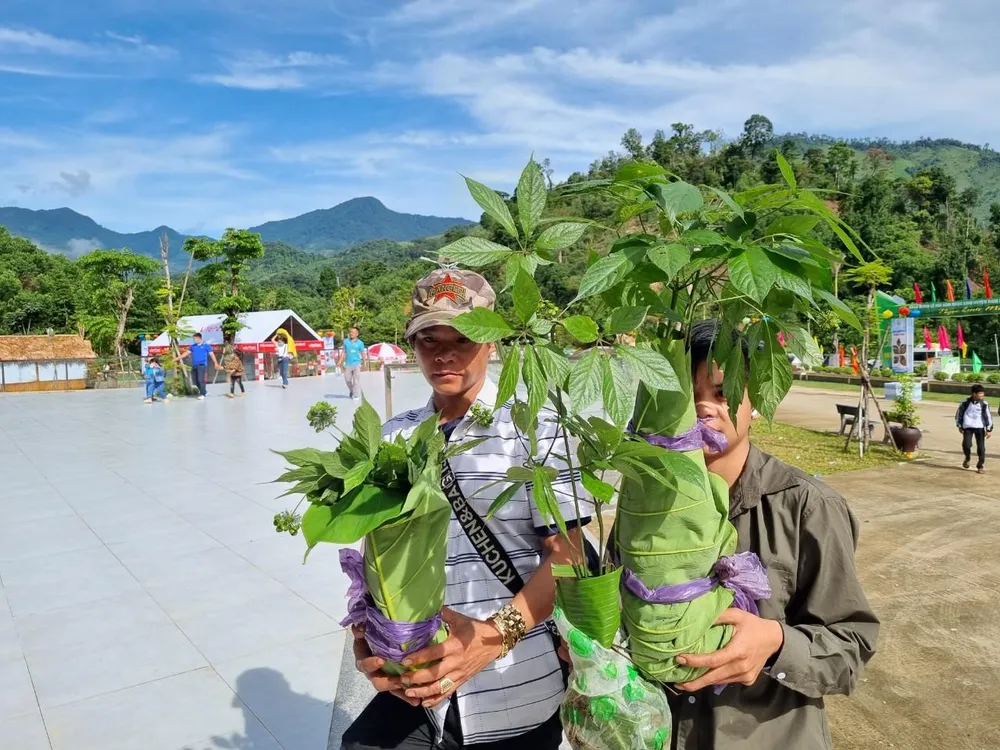 Một trong những lễ hội năm nay là cuộc thi sâm giữa các hộ trồng sâm Ngọc Linh. Hàng chục hộ trồng sâm trên đỉnh Ngọc Linh chọn mang những cây sâm đẹp từ 1-4 năm tuổi đến cuộc thi. Ảnh: THANH NHẬT