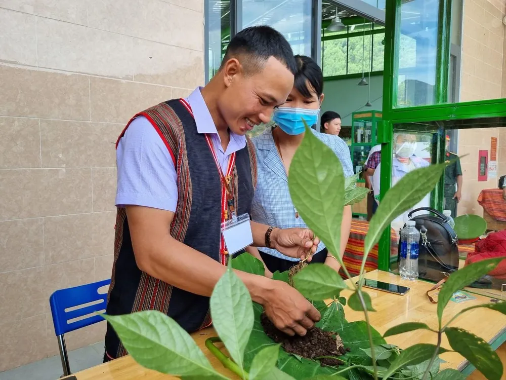 Mỗi cây, củ sâm Ngọc Linh đến với phiên chợ đều phải vượt qua khâu kiểm duyệt nghiêm ngặt, đảm bảo chất lượng, tạo sự yên tâm cho khách hàng. Ảnh: THANH NHẬT