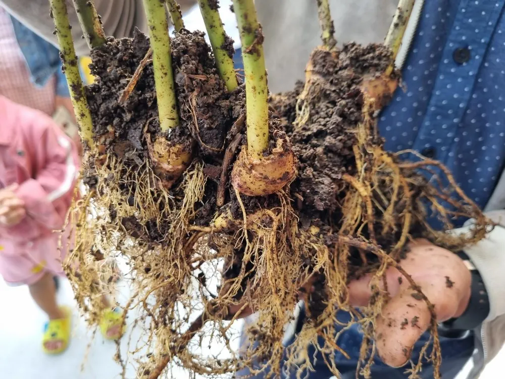 Cây sâm Ngọc Linh của anh Thắng trên 20 năm tuổi, phần củ nặng khoảng 0,4 kg. Ảnh: THANH NHẬT