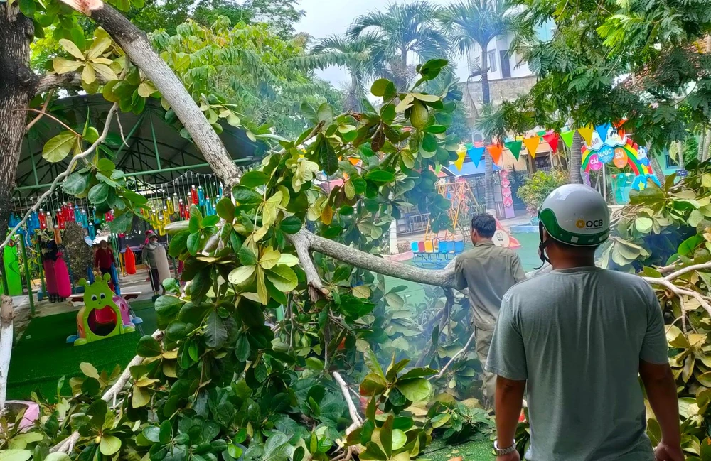 Học sinh toàn tỉnh được nghỉ học ngày 27-9, các trường tổ chức chặt, tỉa cây phòng chống bão Noru. Ảnh: TN