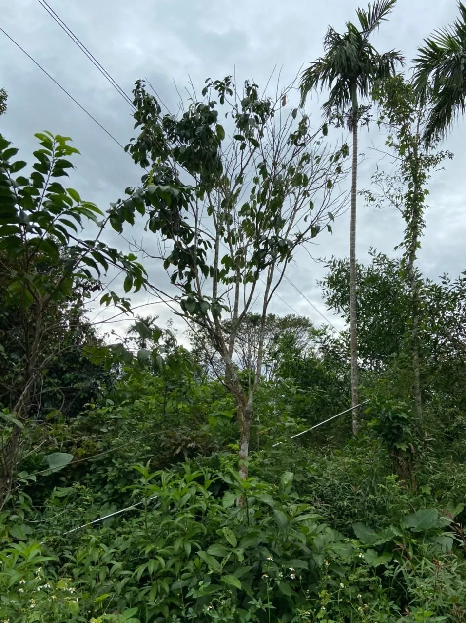 Hiện trường vụ tai nạn làm ông Hường chết tại chỗ. Ảnh: DL Hiện trường vụ tai nạn làm ông Hường chết tại chỗ. Ảnh: DL