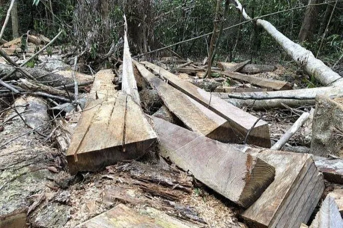 Chi cục Kiểm lâm tỉnh Quảng Ngãi chưa ngăn chặn triệt để tình trạng phá rừng. Chi cục Kiểm lâm tỉnh Quảng Ngãi chưa ngăn chặn triệt để tình trạng phá rừng.